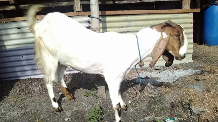 Kambing Jawa Randu