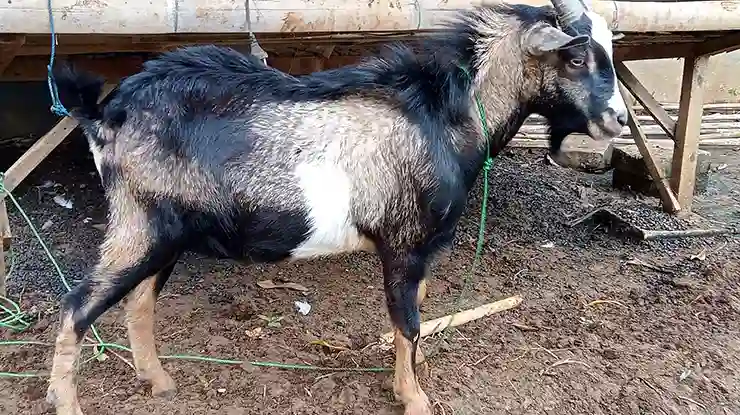 Kambing Kacang