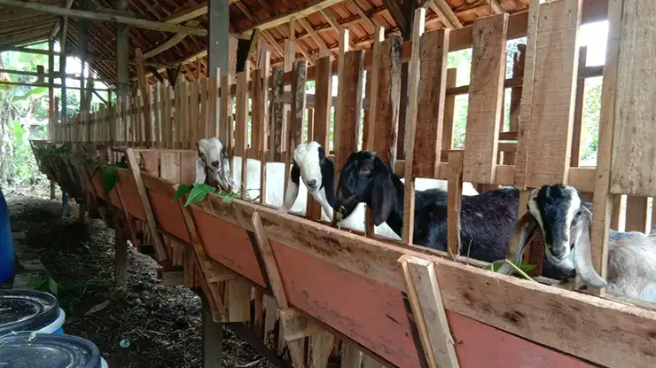 Manajemen dan Penjualan Ternak Kambing Modal 2 Juta