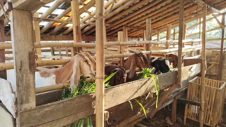 Ternak Kambing Modal 2 Juta 1